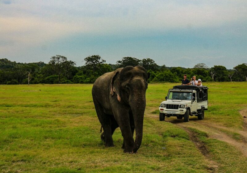 Minneriya Safari