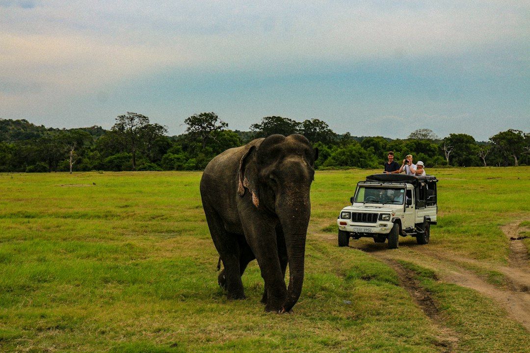 Minneriya Safari