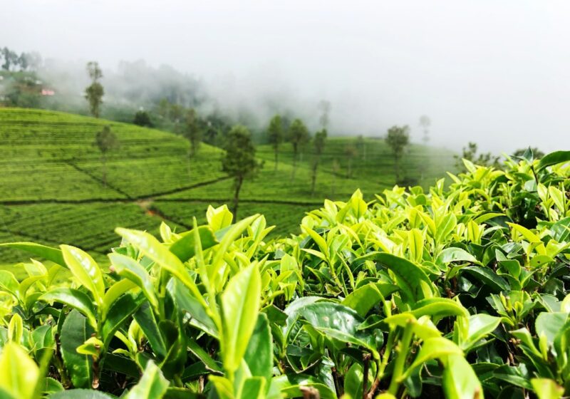 Nuwara Eliya