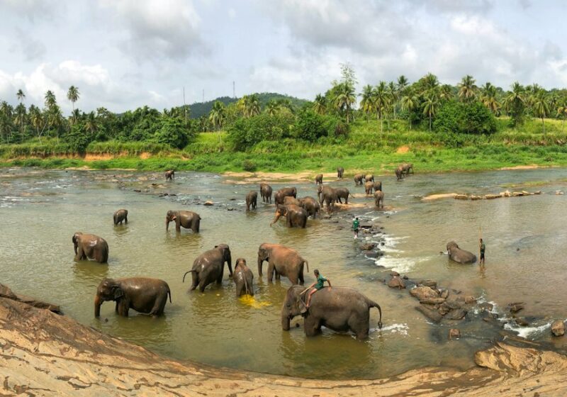 Pinnawala Elephant Orphanage